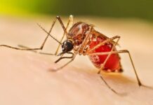 Detectan tres casos de chikungunya en República Dominicana