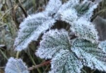 Valle Nuevo: Reportan tercera helada consecutivo por bajas temperaturas invernales