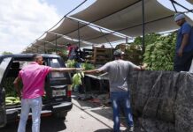 Los plátanos están por las nubes, costando hasta RD$ 33.50