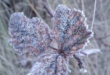 Valle Nuevo amanece cubierto de escarcha tras temperaturas bajo cero