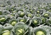 Bajos precios y costos disparados ponen contra la pared a agricultores de Constanza y Tireo