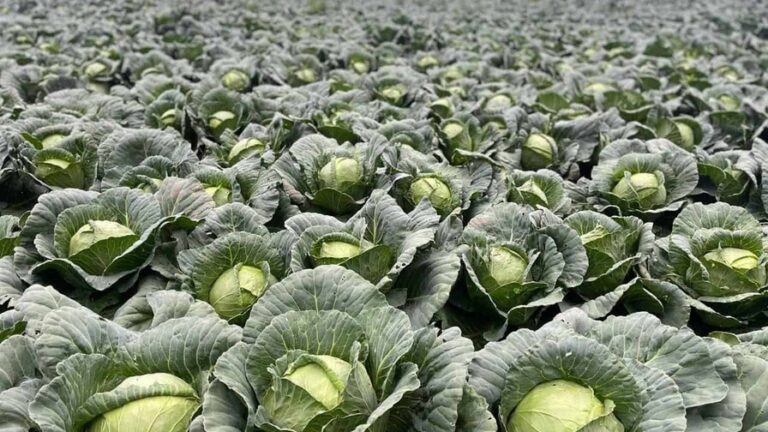Bajos precios y costos disparados ponen contra la pared a agricultores de Constanza y Tireo
