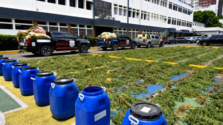 Cultivo de marihuana en Ocoa totalizó 3,533 plantas en uno de los mayores operativos del país